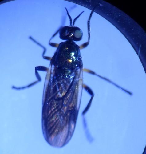 Réf. 298 135 : Actina chalybea